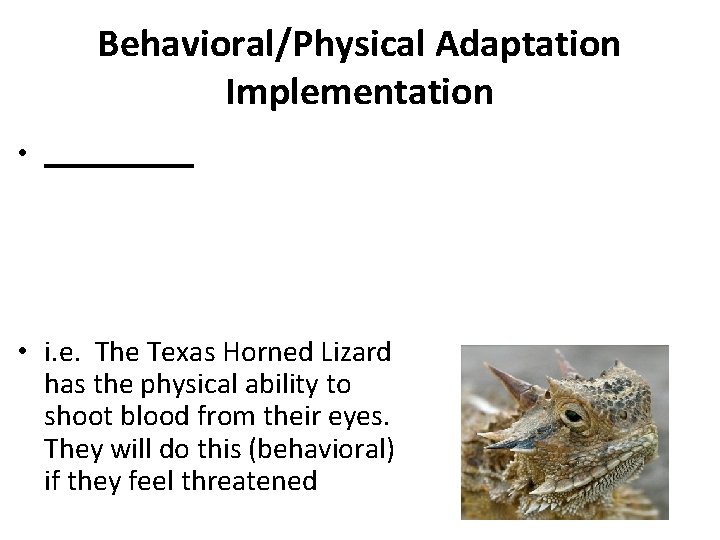 Behavioral/Physical Adaptation Implementation • _____ • i. e. The Texas Horned Lizard has the