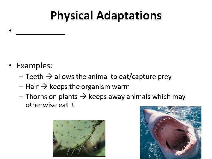 Physical Adaptations • ______ • Examples: – Teeth allows the animal to eat/capture prey