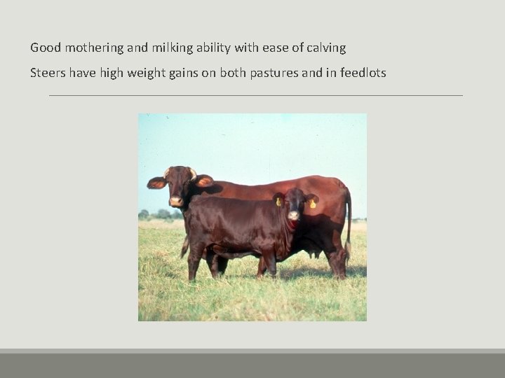 Good mothering and milking ability with ease of calving Steers have high weight gains Good mothering and milking ability with ease of calving Steers have high weight gains