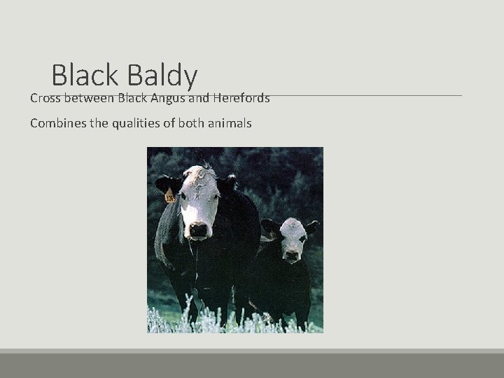 Black Baldy Cross between Black Angus and Herefords Combines the qualities of both animals Black Baldy Cross between Black Angus and Herefords Combines the qualities of both animals