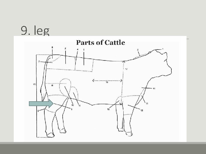 9. leg 9. leg
