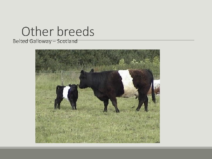Other breeds Belted Galloway – Scotland Other breeds Belted Galloway – Scotland
