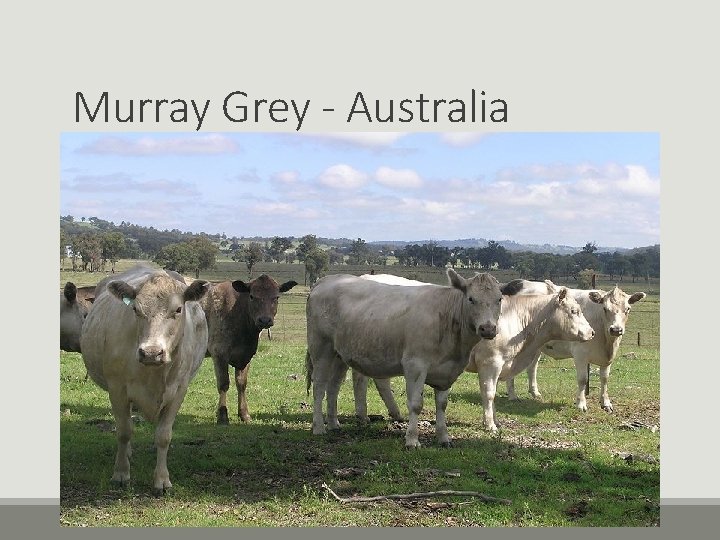Murray Grey - Australia Murray Grey - Australia