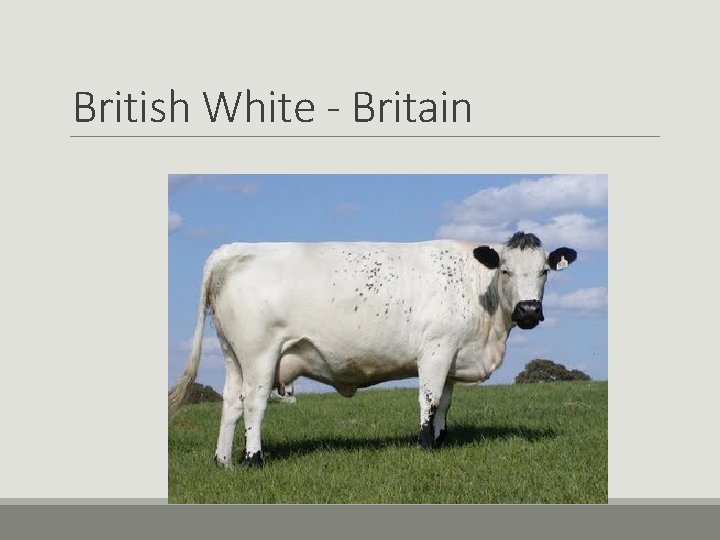 British White - Britain British White - Britain