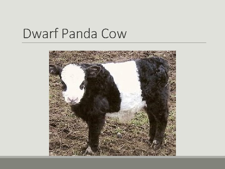 Dwarf Panda Cow Dwarf Panda Cow