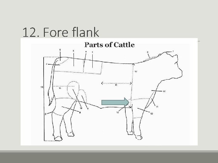 12. Fore flank 12. Fore flank