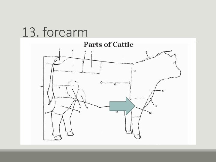 13. forearm 13. forearm
