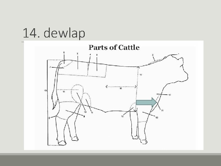 14. dewlap 14. dewlap
