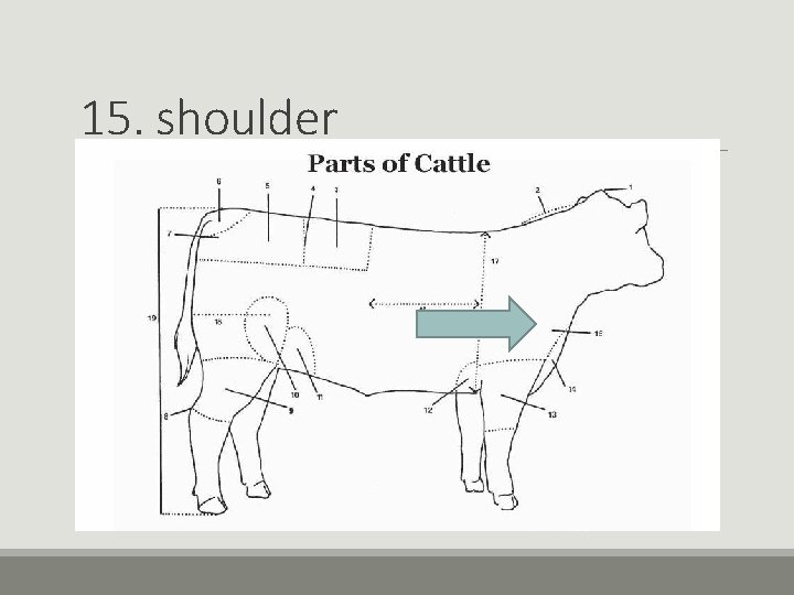 15. shoulder 15. shoulder