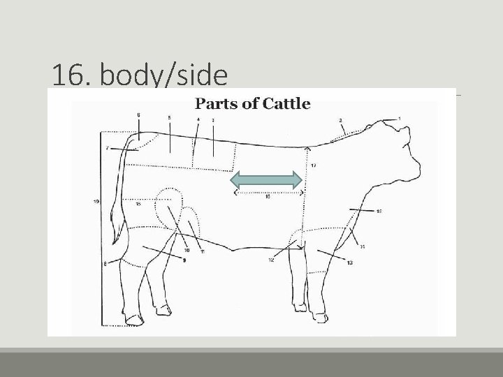 16. body/side 16. body/side