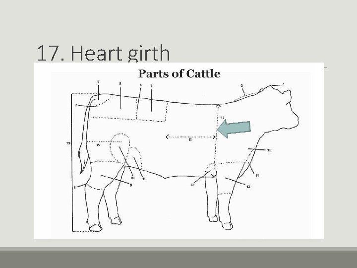 17. Heart girth 17. Heart girth