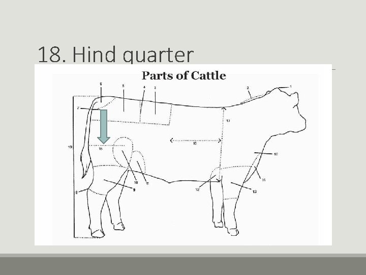 18. Hind quarter 18. Hind quarter