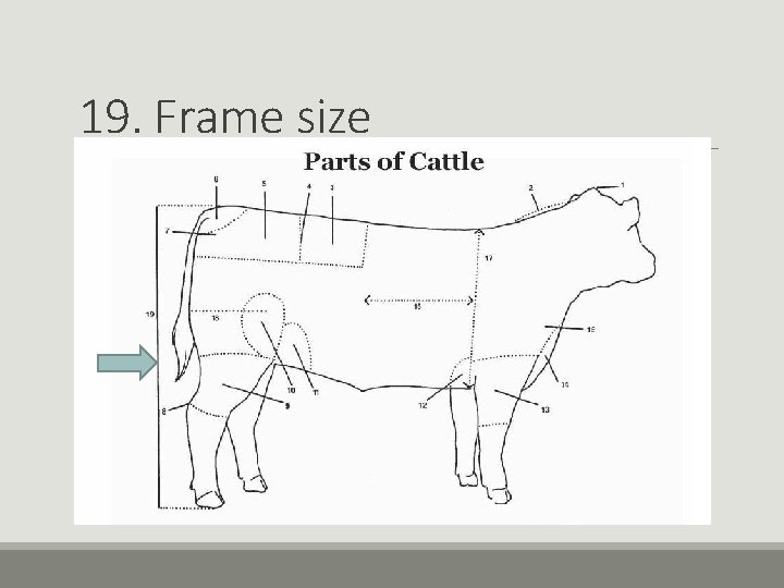 19. Frame size 19. Frame size