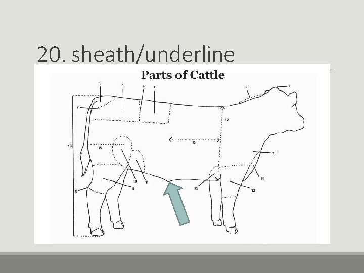 20. sheath/underline 20. sheath/underline