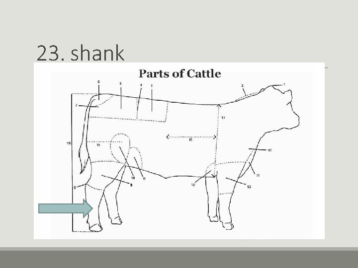 23. shank 23. shank