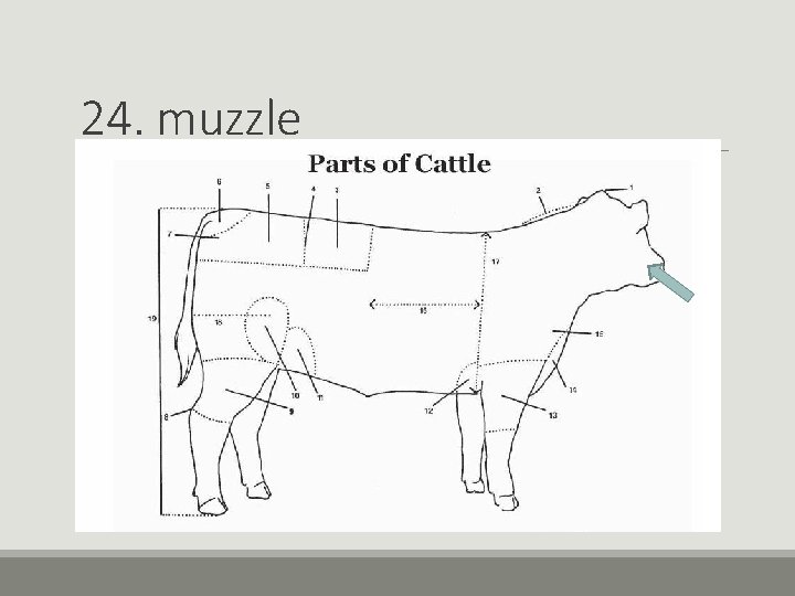 24. muzzle 24. muzzle