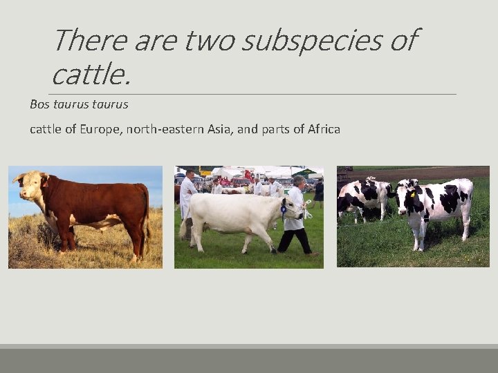 There are two subspecies of cattle. Bos taurus cattle of Europe, north-eastern Asia, and There are two subspecies of cattle. Bos taurus cattle of Europe, north-eastern Asia, and
