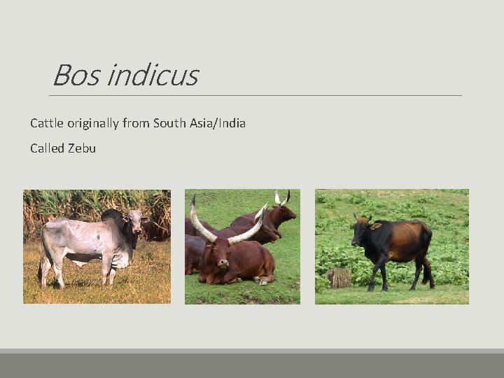Bos indicus Cattle originally from South Asia/India Called Zebu Bos indicus Cattle originally from South Asia/India Called Zebu