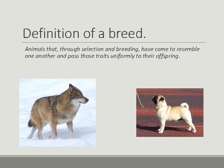 Definition of a breed. Animals that, through selection and breeding, have come to resemble Definition of a breed. Animals that, through selection and breeding, have come to resemble