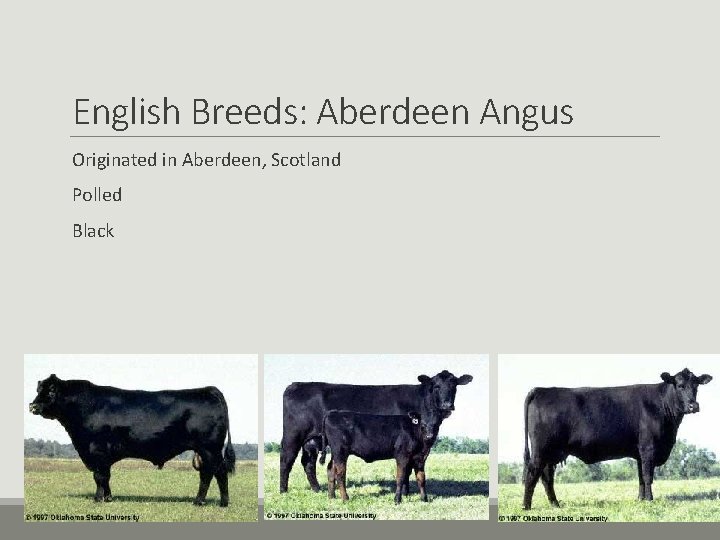 English Breeds: Aberdeen Angus Originated in Aberdeen, Scotland Polled Black English Breeds: Aberdeen Angus Originated in Aberdeen, Scotland Polled Black