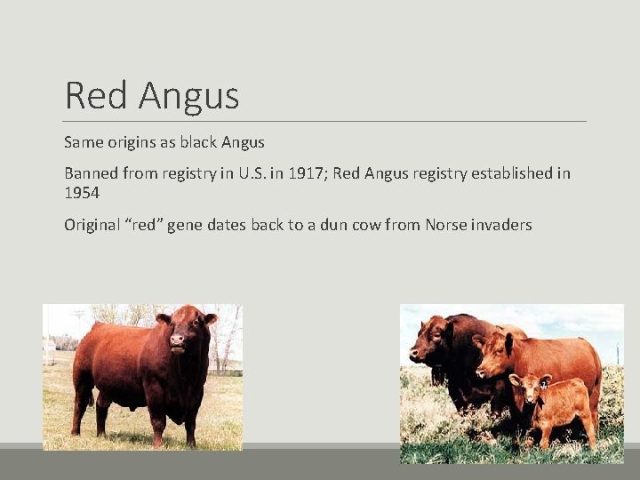 Red Angus Same origins as black Angus Banned from registry in U. S. in Red Angus Same origins as black Angus Banned from registry in U. S. in