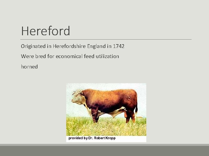 Hereford Originated in Herefordshire England in 1742 Were bred for economical feed utilization horned Hereford Originated in Herefordshire England in 1742 Were bred for economical feed utilization horned