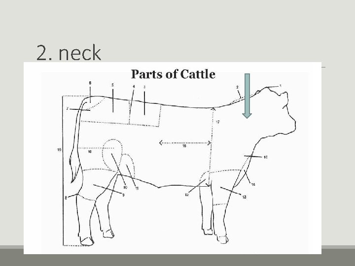 2. neck 2. neck