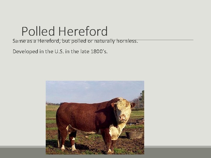 Polled Hereford Same as a Hereford, but polled or naturally hornless. Developed in the Polled Hereford Same as a Hereford, but polled or naturally hornless. Developed in the