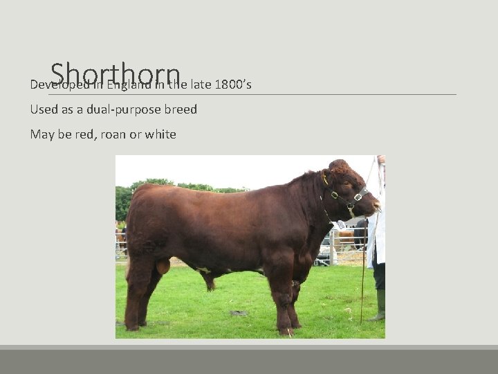 Shorthorn Developed in England in the late 1800’s Used as a dual-purpose breed May Shorthorn Developed in England in the late 1800’s Used as a dual-purpose breed May