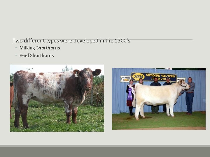 Two different types were developed in the 1900’s ◦ Milking Shorthorns ◦ Beef Shorthorns Two different types were developed in the 1900’s ◦ Milking Shorthorns ◦ Beef Shorthorns