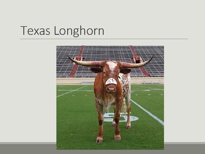 Texas Longhorn Texas Longhorn