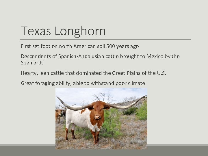 Texas Longhorn First set foot on north American soil 500 years ago Descendents of Texas Longhorn First set foot on north American soil 500 years ago Descendents of