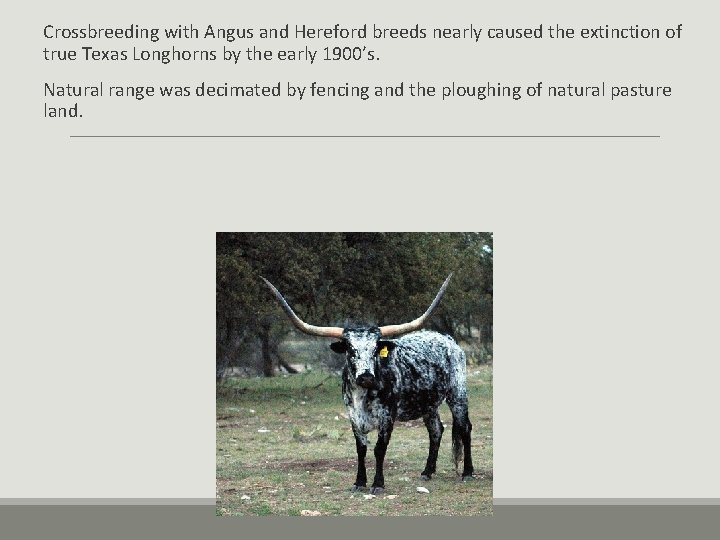 Crossbreeding with Angus and Hereford breeds nearly caused the extinction of true Texas Longhorns Crossbreeding with Angus and Hereford breeds nearly caused the extinction of true Texas Longhorns