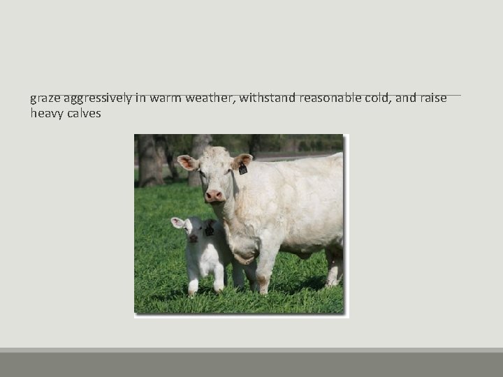 graze aggressively in warm weather, withstand reasonable cold, and raise heavy calves graze aggressively in warm weather, withstand reasonable cold, and raise heavy calves