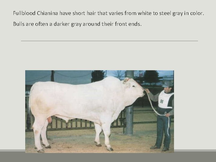 Fullblood Chianina have short hair that varies from white to steel gray in color. Fullblood Chianina have short hair that varies from white to steel gray in color.