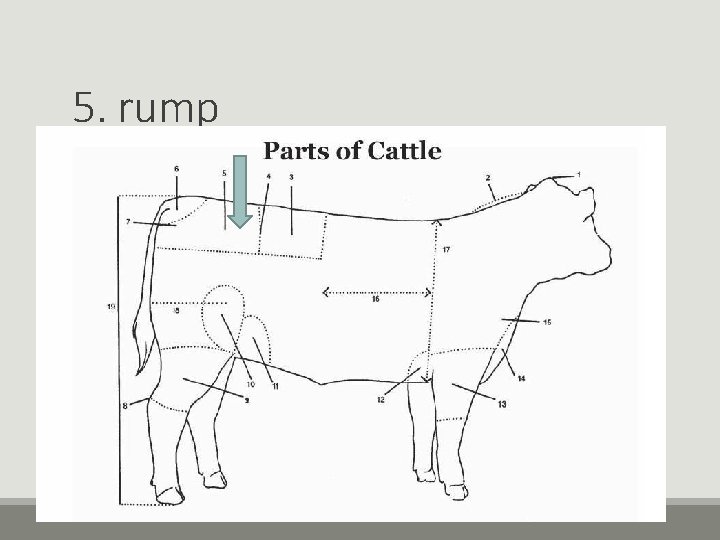 5. rump 5. rump
