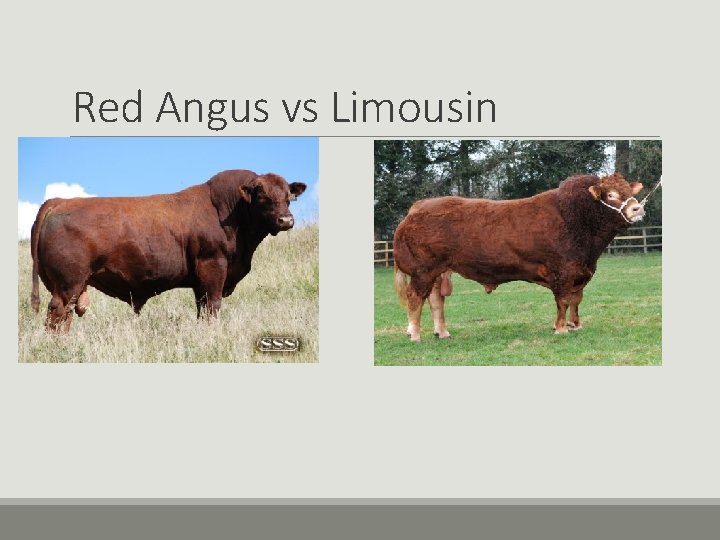 Red Angus vs Limousin Red Angus vs Limousin