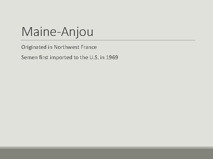 Maine-Anjou Originated in Northwest France Semen first imported to the U. S. in 1969 Maine-Anjou Originated in Northwest France Semen first imported to the U. S. in 1969
