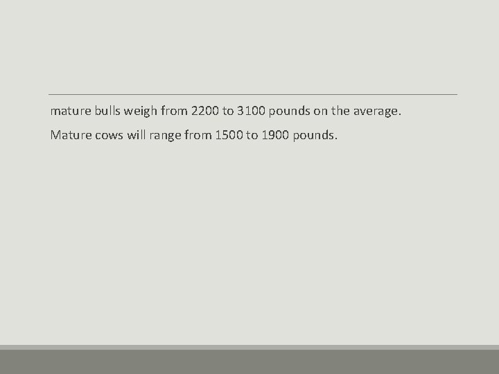 mature bulls weigh from 2200 to 3100 pounds on the average. Mature cows will mature bulls weigh from 2200 to 3100 pounds on the average. Mature cows will