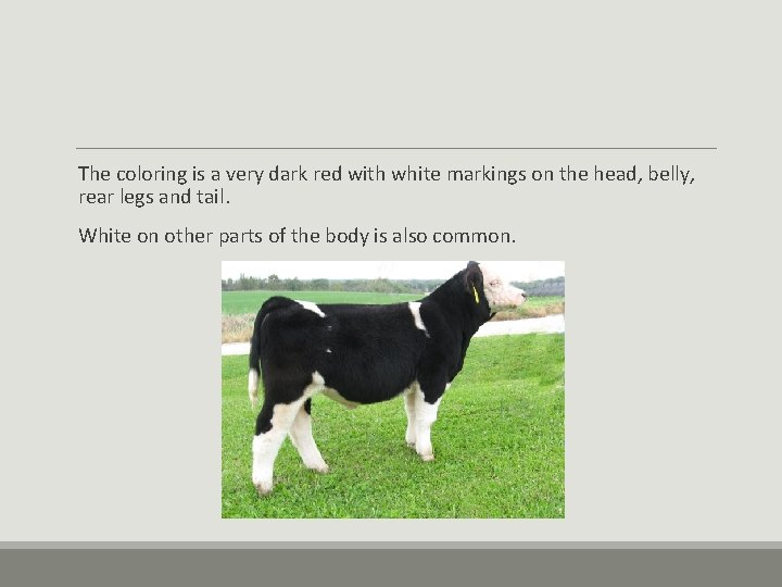 The coloring is a very dark red with white markings on the head, belly, The coloring is a very dark red with white markings on the head, belly,