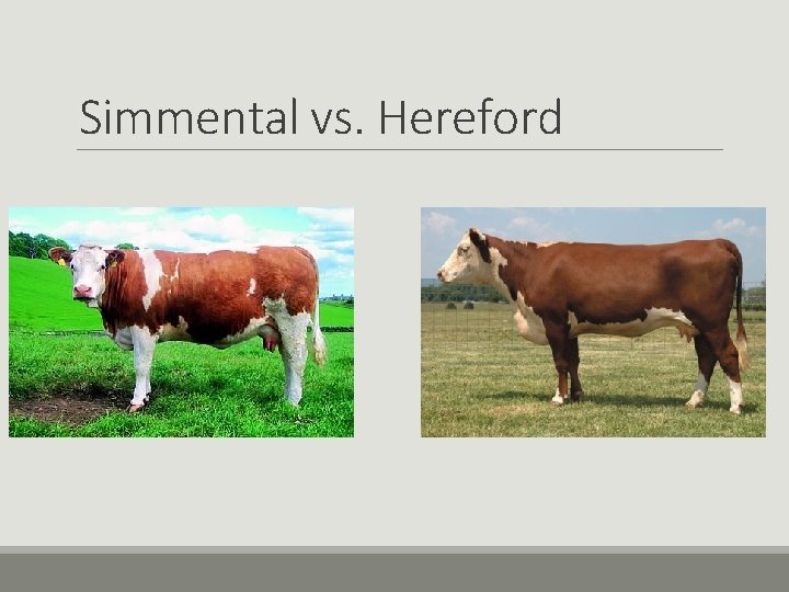 Simmental vs. Hereford Simmental vs. Hereford