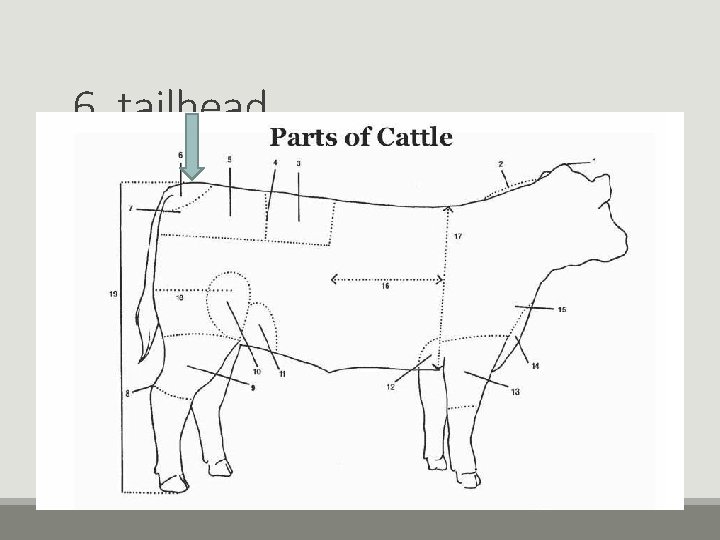 6. tailhead 6. tailhead