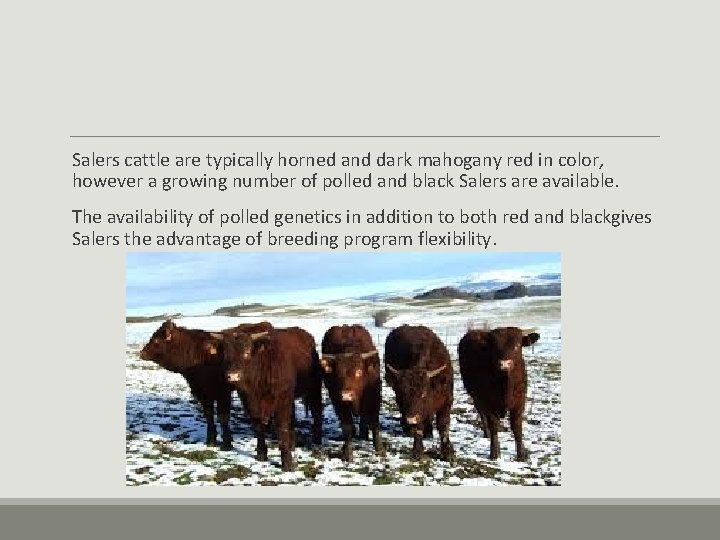 Salers cattle are typically horned and dark mahogany red in color, however a growing Salers cattle are typically horned and dark mahogany red in color, however a growing