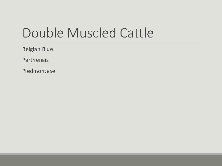 Double Muscled Cattle Belgian Blue Parthenais Piedmontese Double Muscled Cattle Belgian Blue Parthenais Piedmontese