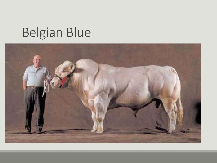 Belgian Blue Belgian Blue