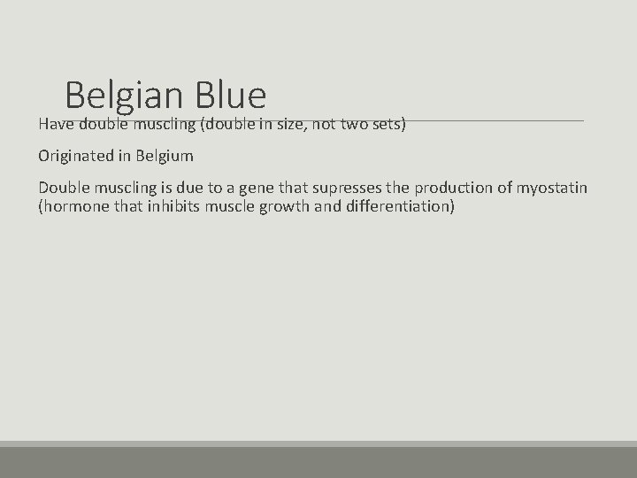 Belgian Blue Have double muscling (double in size, not two sets) Originated in Belgium Belgian Blue Have double muscling (double in size, not two sets) Originated in Belgium