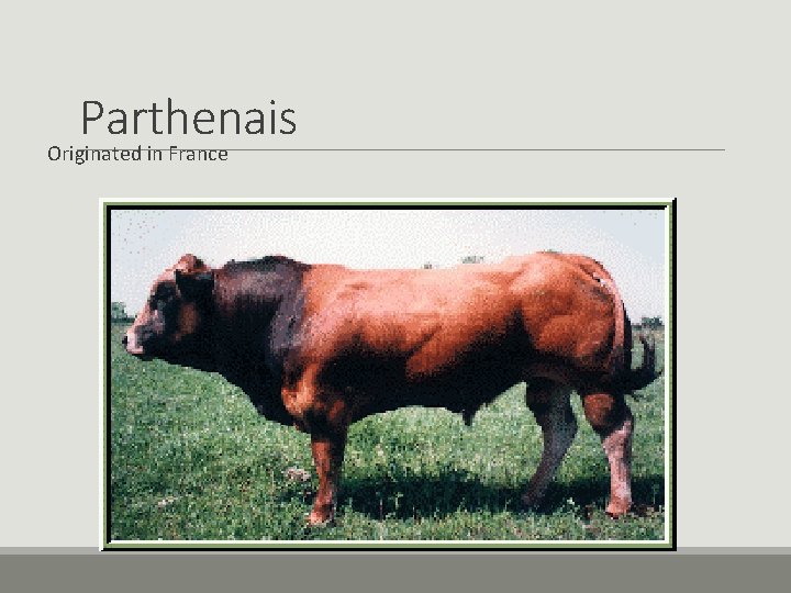 Parthenais Originated in France Parthenais Originated in France