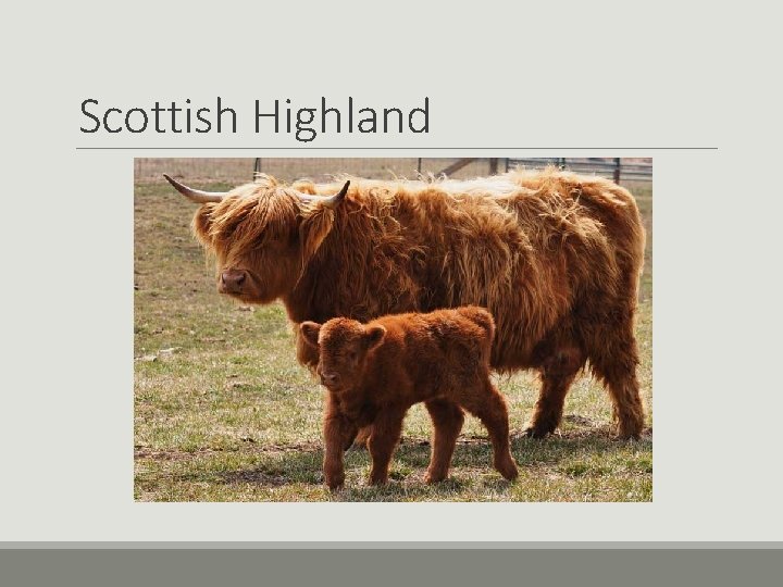 Scottish Highland Scottish Highland