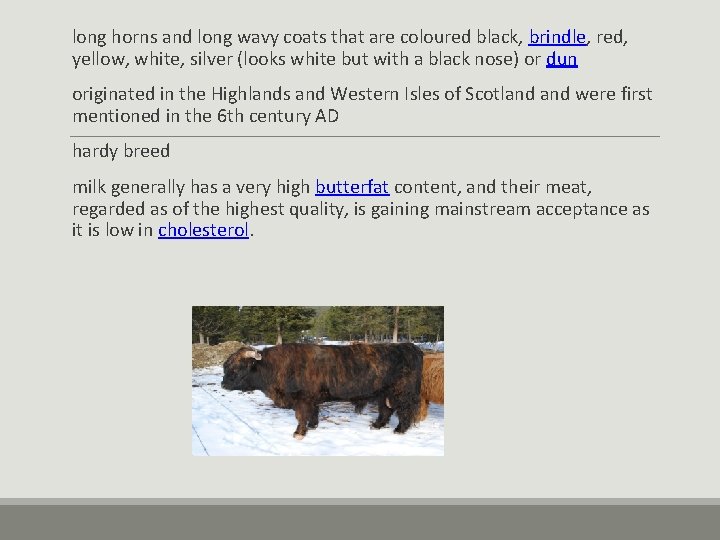 long horns and long wavy coats that are coloured black, brindle, red, yellow, white, long horns and long wavy coats that are coloured black, brindle, red, yellow, white,
