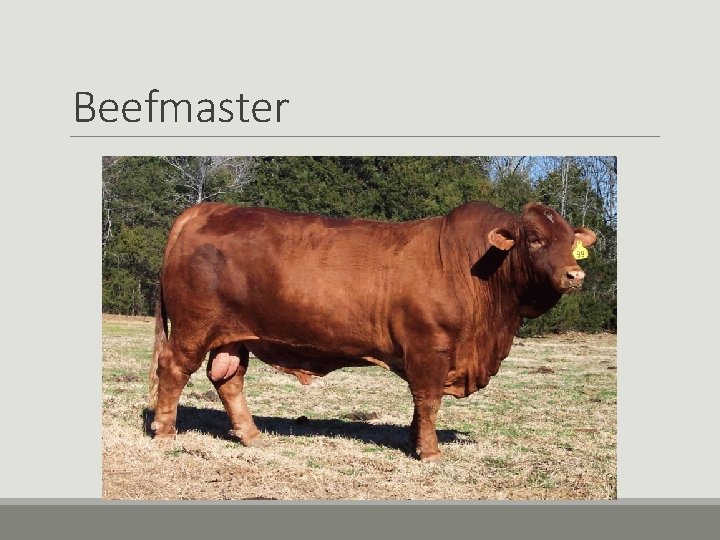 Beefmaster Beefmaster